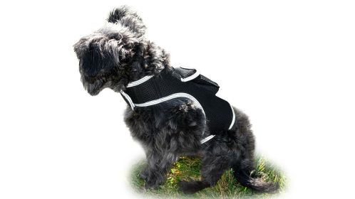Track Pet Through Phone with Pet Tracker Collar GPS Tracking for Dog + App Size:XXL